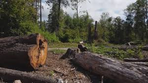 Best Lot and Land Clearing  in Day Valley, CA