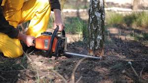 Best Root Management and Removal  in Day Valley, CA