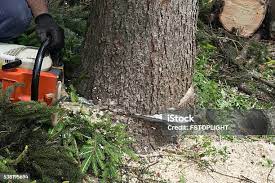 Best Tree Health Inspection  in Day Valley, CA