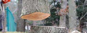 Trusted Day Valley, CA Tree Services Experts