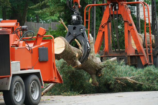 Best Grass Overseeding  in Day Valley, CA