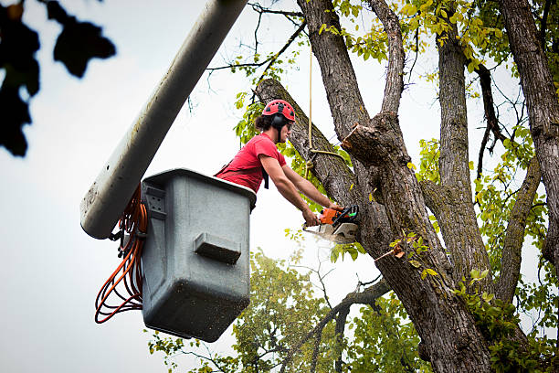 How Our Tree Care Process Works  in  Day Valley, CA